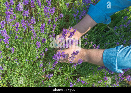 Maschio con le mani in mano il taglio di fiori di lavanda Foto Stock