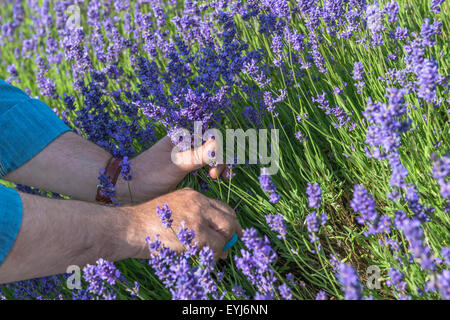 Maschio con le mani in mano il taglio di fiori di lavanda Foto Stock