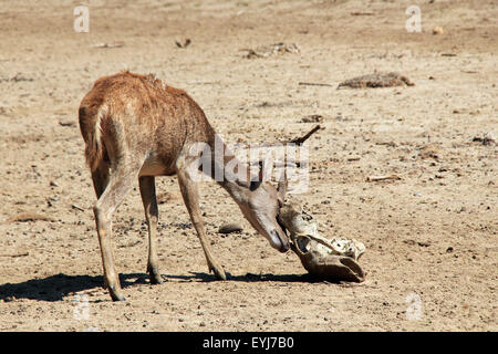 I giovani di Timor (cervo Rusa Timorensis, aka Iavan Rusa, Iavan caprioli, cervi Rusa, Sunda Sambar) sfrega contro il cranio. Rinca, Komodo N Foto Stock