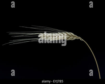 Emmer; Fennichgras, Getreide Foto Stock