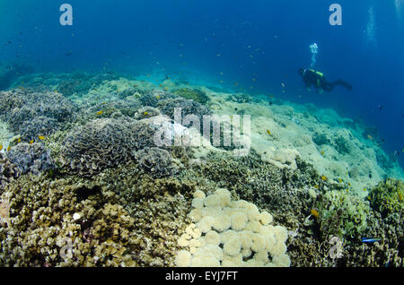 Un subacqueo nuota su un giardino di corallo nell'Isola Menjangan, Parco Nazionale Ovest di Bali, Indonesia, Oceano Pacifico Foto Stock