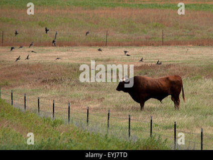 Un longhorn bull in un campo in Texas. Foto Stock