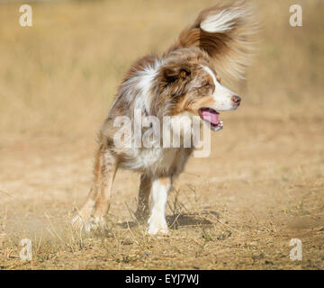 Australian bovini Dog-Border Collie mix Foto Stock