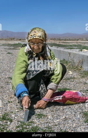Donna anziana raccolta di dragoncello selvatico (tarkhoon) per fatti sabzi khordan, vicino Pasargadae, Iran Foto Stock