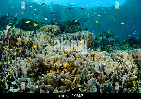 Cavolo poco profonda coralli, turbinaria reniformis, e piccole castagnole e chromis, Isola Menjangan, Parco Nazionale Ovest di Bali Foto Stock