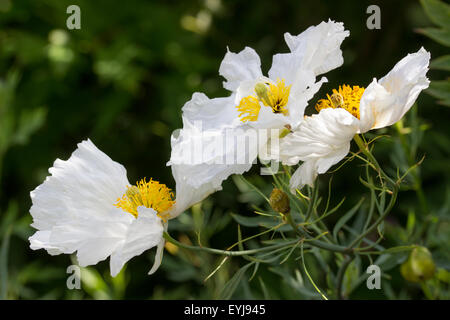 Grande, giallo stamened fiori bianchi dell'albero papavero, Romneya coulteri Foto Stock