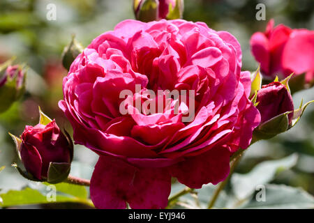 Fiori e boccioli di David Austin allevati rosa inglese, 'Sir John Betjeman' Foto Stock