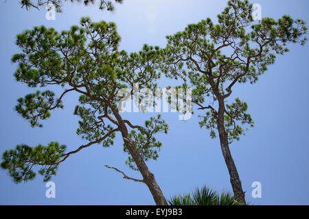 Alberi di pino contro il cielo blu, Big Bend area, Florida Foto Stock