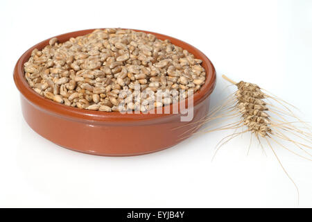 Il triticale, Wintertriticale, triticosecale, rimpauii, Foto Stock