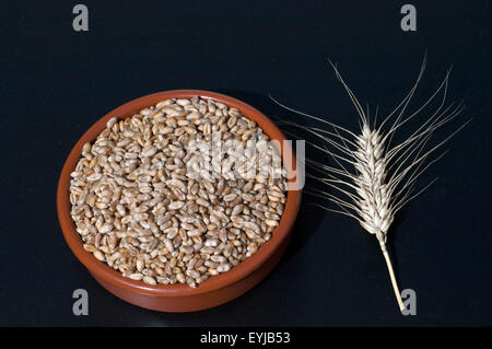 Il triticale, Wintertriticale, triticosecale, rimpauii, Foto Stock