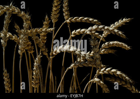 Weizenaehren, Weizenaehre, Weizen, Triticum aestivum,, Foto Stock