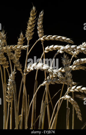 Weizenaehren, Weizenaehre, Weizen, Triticum aestivum,, Foto Stock