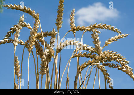 Weizenaehren, Weizenaehre, Weizen, Triticum aestivum,, Foto Stock