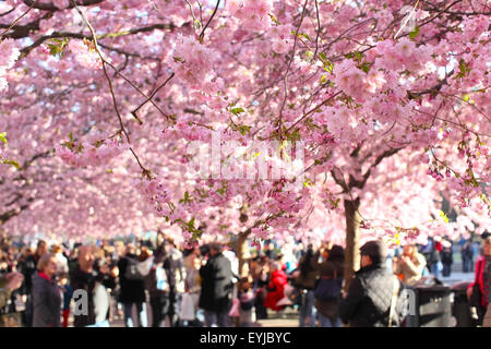 La fioritura dei ciliegi nel centro di Stoccolma una soleggiata giornata di primavera Foto Stock