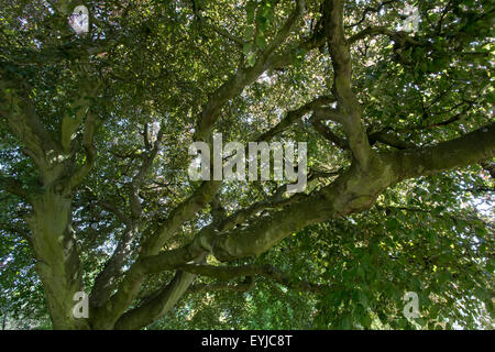 Grandi e vecchi cooper faggio in un parco di verde lungo i rami di corteccia Foto Stock