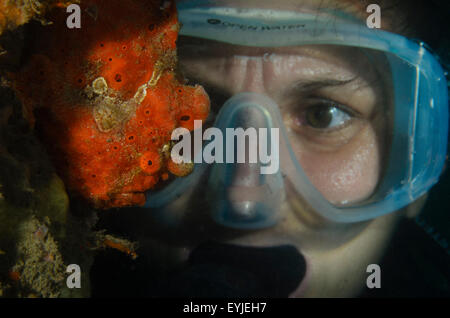 Un subacqueo osservando un piccolo dipinto di arancione, rana pescatrice Antennarius pictus, Secret Bay, Bali, Indonesia, Oceano Pacifico (MR) Foto Stock