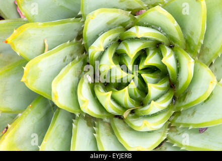 Aloeaceae, Aloe Polyphylla, spirale Aloe - Lesotho impianto tradizionale Foto Stock