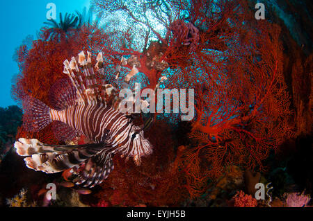 Un grande leone, pterois volitans, Caccia piccoli pesci nella parte anteriore di un rosso brillante, seafan Melithaea sp., Pantar Isola, Komodo Foto Stock