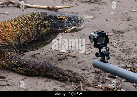 Un drago di Komodo lambisce una Gopro Camera Foto Stock