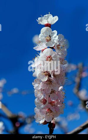 Ramo di pesco in fiore Foto Stock