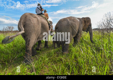 Corsa su elefante in modo Kambas National Park, Indonesia. Foto Stock