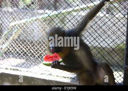 Ningbo, cinese della Provincia di Zhejiang. Il 30 luglio, 2015. Un mandrill mangia anguria al Youngor Zoo di Ningbo, Cina orientale della provincia di Zhejiang, 30 luglio 2015. © Zhang Peijian/Xinhua/Alamy Live News Foto Stock