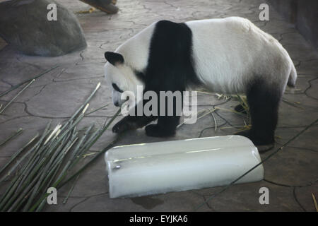 Ningbo, cinese della Provincia di Zhejiang. Il 30 luglio, 2015. Un panda gigante mangia il bambù vicino a un mattone di ghiaccio al Youngor Zoo di Ningbo, Cina orientale della provincia di Zhejiang, 30 luglio 2015. © Zhang Peijian/Xinhua/Alamy Live News Foto Stock