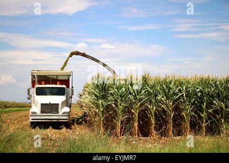 Il mais viene raccolto dalla trincia e carrello di raccolta. Foto Stock