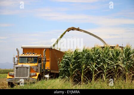 Il mais viene raccolto dalla trincia e carrello di raccolta. Foto Stock