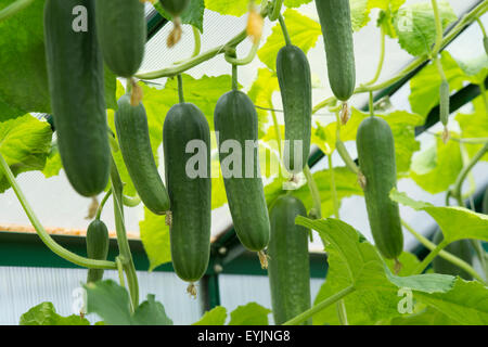 Cucumis sativus. Il cetriolo socrates frutto della vite in una serra Foto Stock