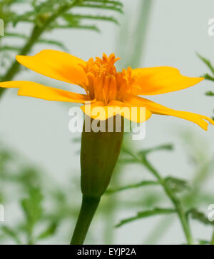 Gewuerztagetes, tagetes tenuifolia, Heilpflanzen, - Foto Stock