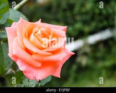 Primo piano immagine isometrica di una luminosa arancione rosa rosa con petali di nitido contro un giardino sfocata sullo sfondo. Foto Stock