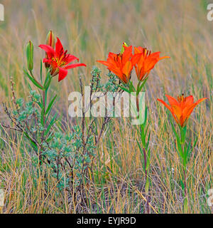 Bel legno Lily fiori selvatici, chiamato anche Rocky-Mountain-Lily crescendo in prato. Foto Stock