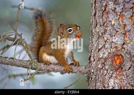 |Squirrel rosso bambino in albero con cono di abete rosso Foto Stock