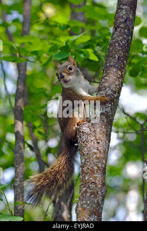 Curioso scoiattolo rosso seduto in un piccolo albero, guardando Foto Stock