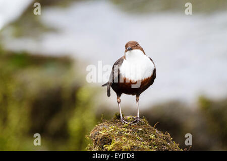 Bilanciere (Cinclus cinclus) Somerset, Inghilterra, Regno Unito Foto Stock
