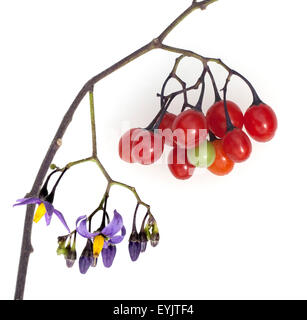 Bittersuesser, Nachtschatten, Solanum dulcamara,, Foto Stock