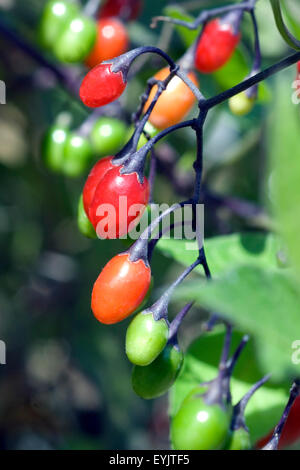 Bittersuesser, Nachtschatten, Solanum dulcamara,, Foto Stock