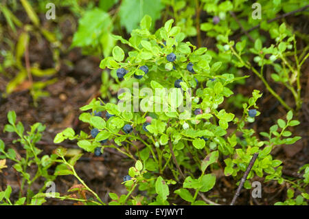 Il mirtillo mirtilli Vaccinium myrtillus wild berry bacche sulla crescente nella foresta in Svezia pavimento svedese Foto Stock