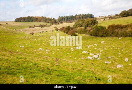 Fyfield giù riserva naturale nazionale, Marlborough Downs, Wiltshire, Inghilterra, Regno Unito unimproved chalk prati con sarsen pietre in Foto Stock