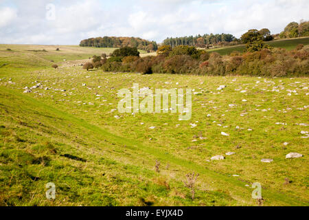 Fyfield giù riserva naturale nazionale, Marlborough Downs, Wiltshire, Inghilterra, Regno Unito unimproved chalk prati con sarsen pietre in Foto Stock