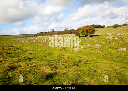 Fyfield giù riserva naturale nazionale, Marlborough Downs, Wiltshire, Inghilterra, Regno Unito unimproved chalk prati con sarsen pietre in Foto Stock