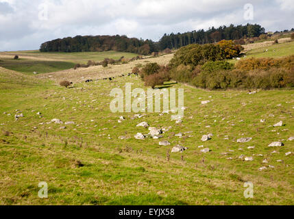 Fyfield giù riserva naturale nazionale, Marlborough Downs, Wiltshire, Inghilterra, Regno Unito unimproved chalk prati con sarsen pietre in Foto Stock