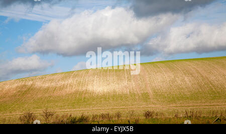 Le linee in salita verso il cielo in un campo di cereali invernali crop Marlborough Downs, Wiltshire, Inghilterra, Regno Unito Foto Stock