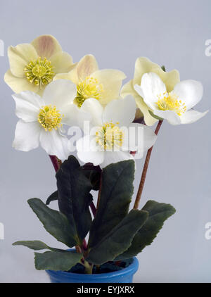 Christrose, Helleborus niger, cannella, neve Gartenpflanze, Foto Stock