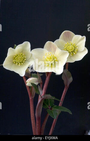 Christrose, Helleborus, helleborus-x-ballardiae, cannella, neve Foto Stock