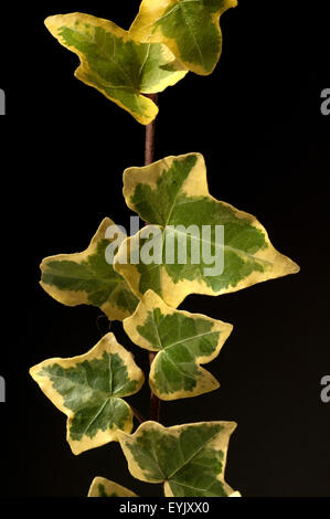 Efeu;, Hedera helix; Blatt; Foto Stock