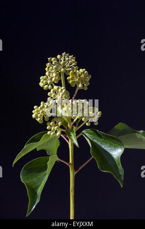 Efeu, Hedera helix, Blatt, Blueten, Foto Stock