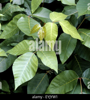 Giftsumach, Rhus radicans, Foto Stock