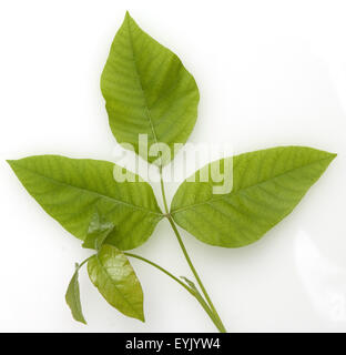 Giftsumach, Rhus radicans, Foto Stock